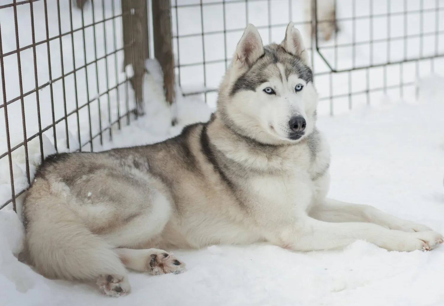 Siberian Husky liegt im Schnee neben Gitterzaun, hellgraues Fell und blaue Augen, Winterszene mit ruhendem Schlittenhund-like Motiv
