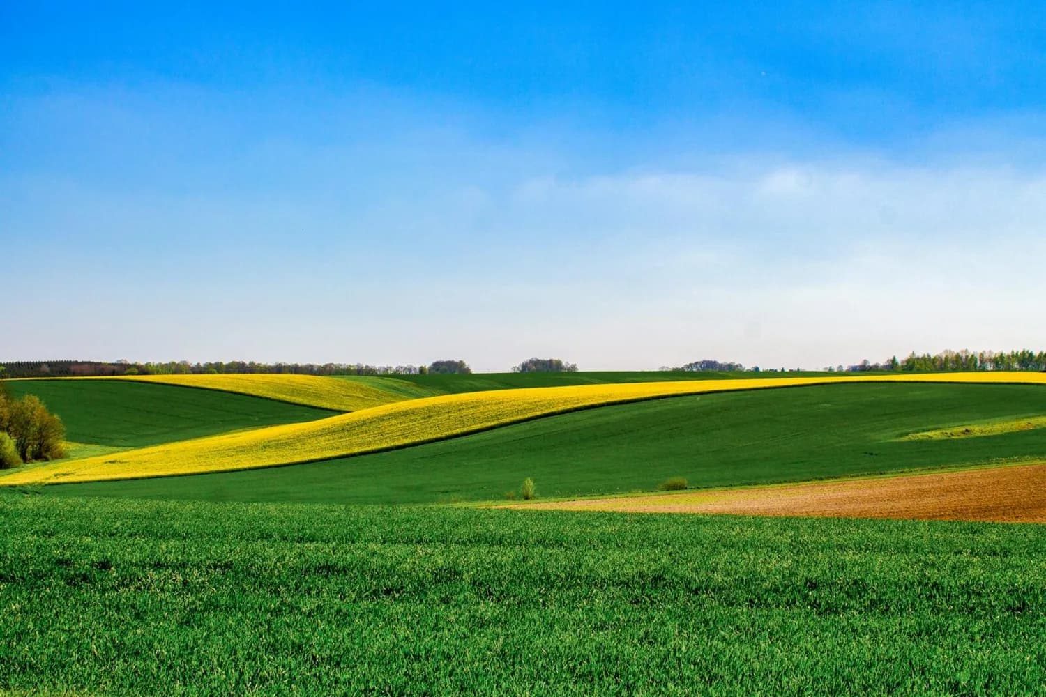 Hügelige Landschaft mit grünen Feldern und gelben Rapsstreifen unter blauem Himmel