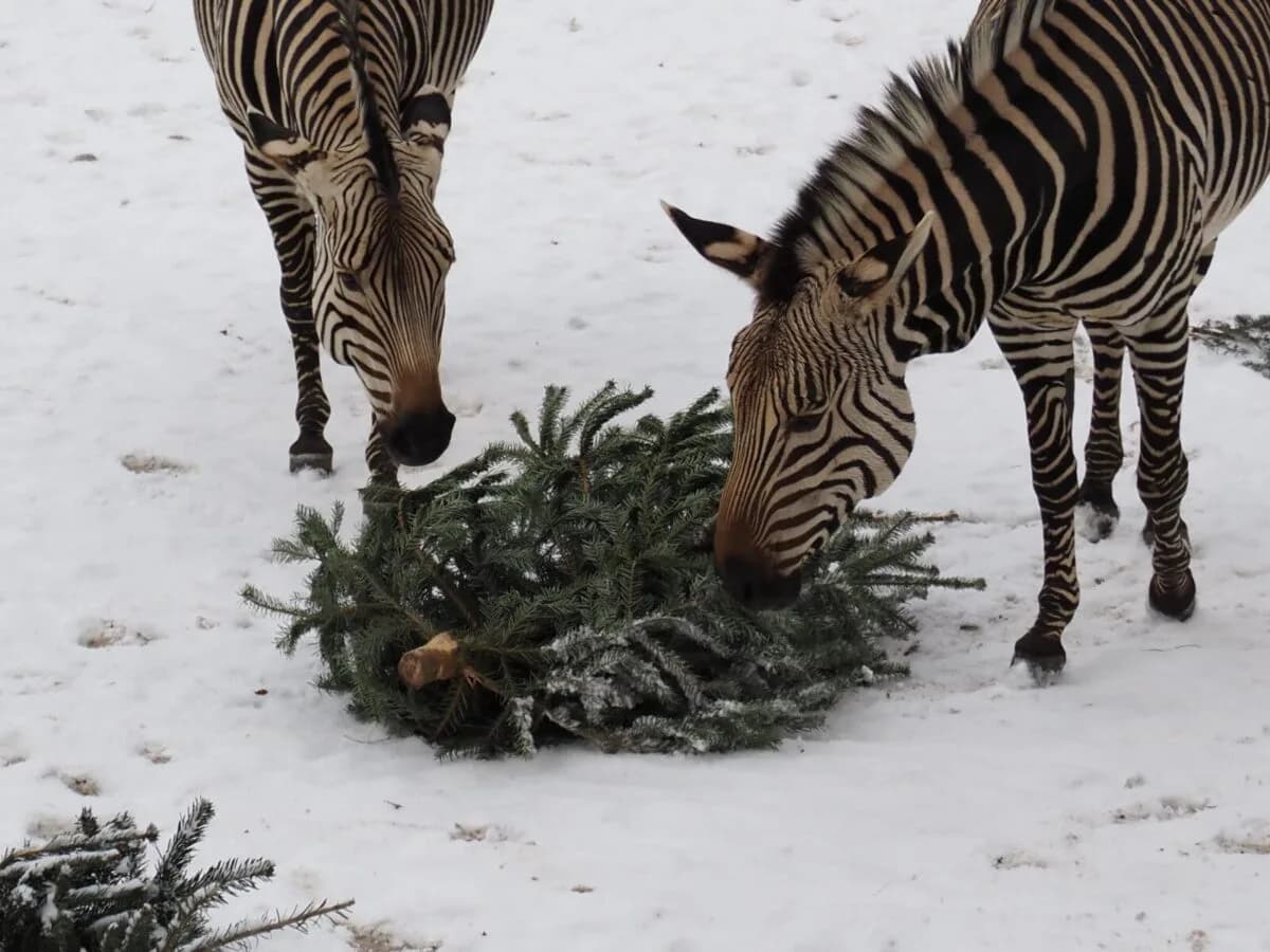 Hartmann bergzebra tierpark hellabrunn (2)