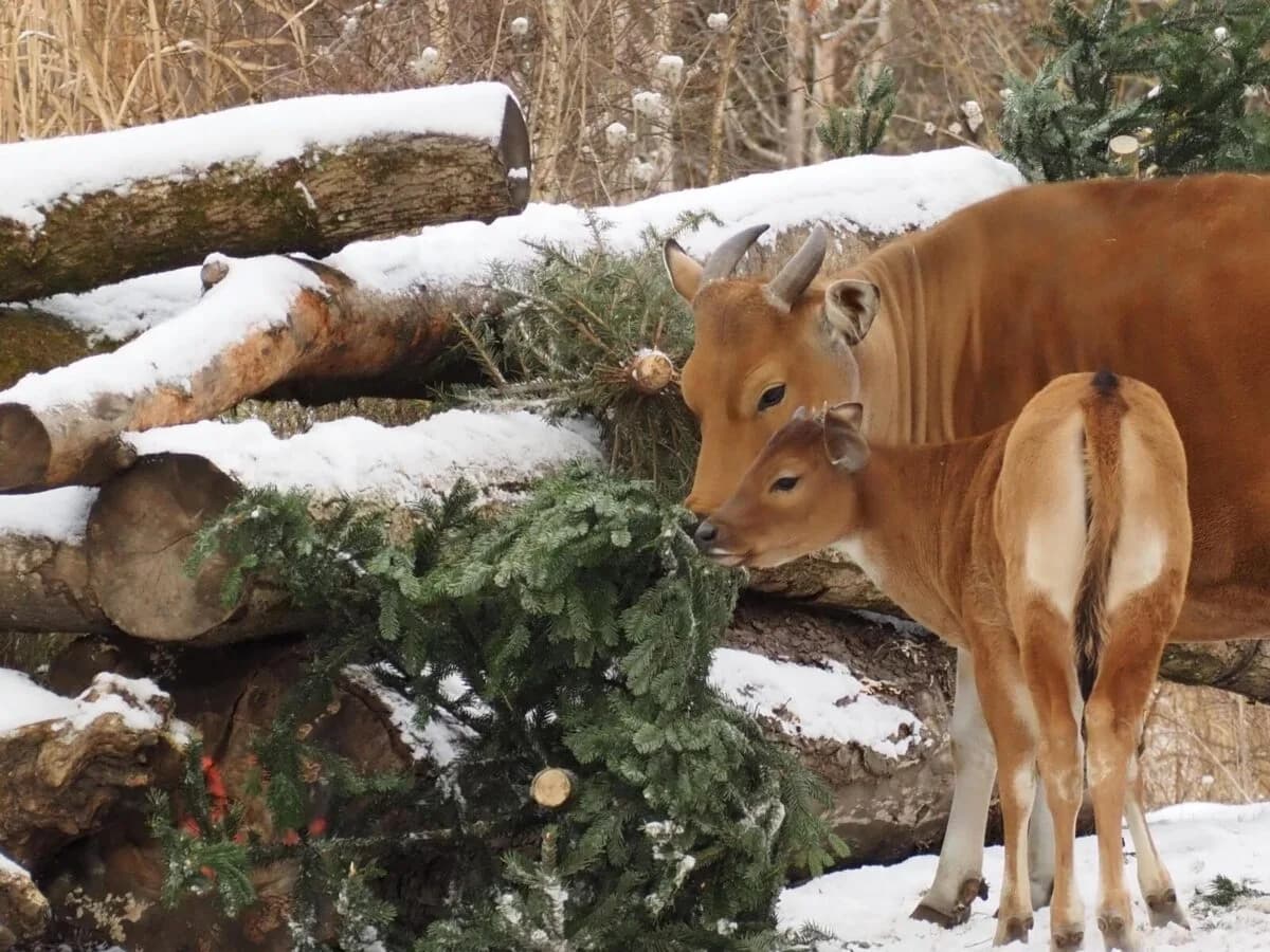 Java banteng tierpark hellabrunn (3)