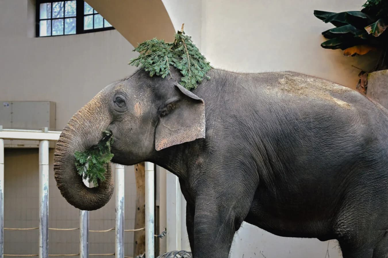 Asiatischer Elefant mit Zweigen im Rüssel und Grünzeug auf dem Kopf in einer Außenanlage