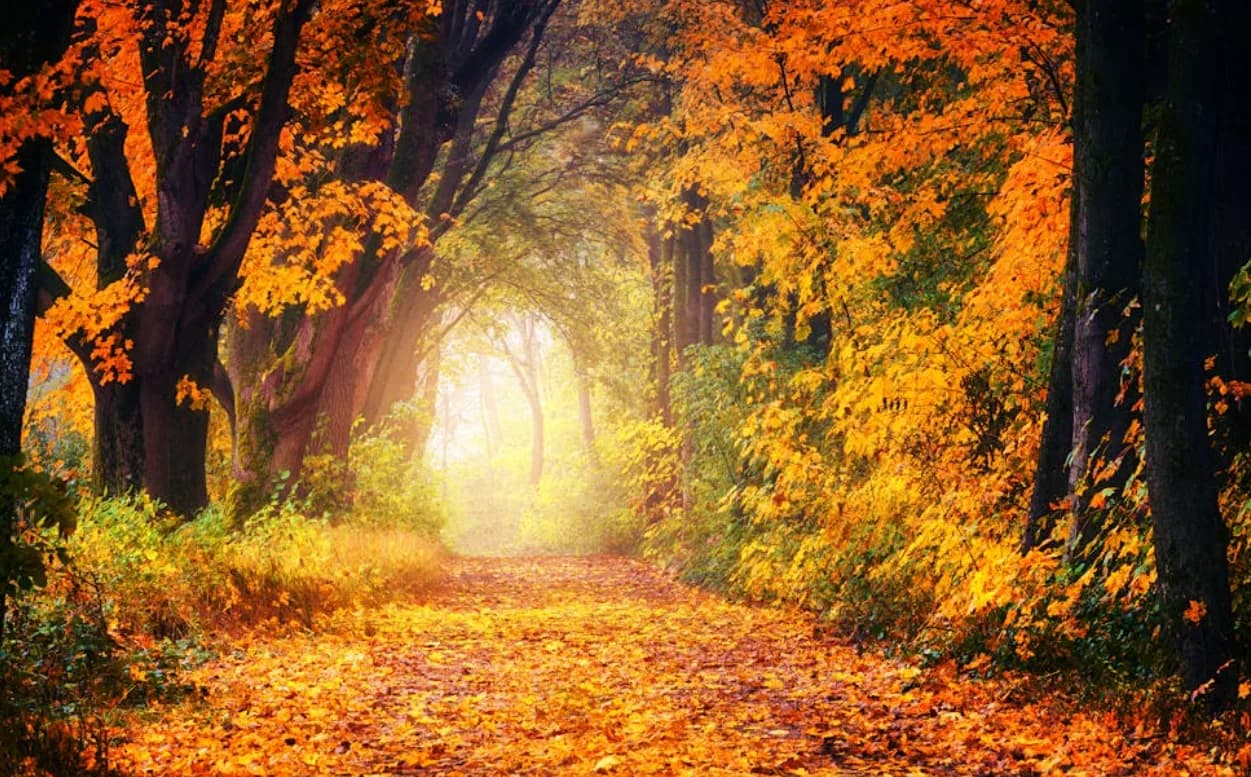 Herbstlicher Waldweg im Indian Summer mit buntem Laub und goldenem Licht