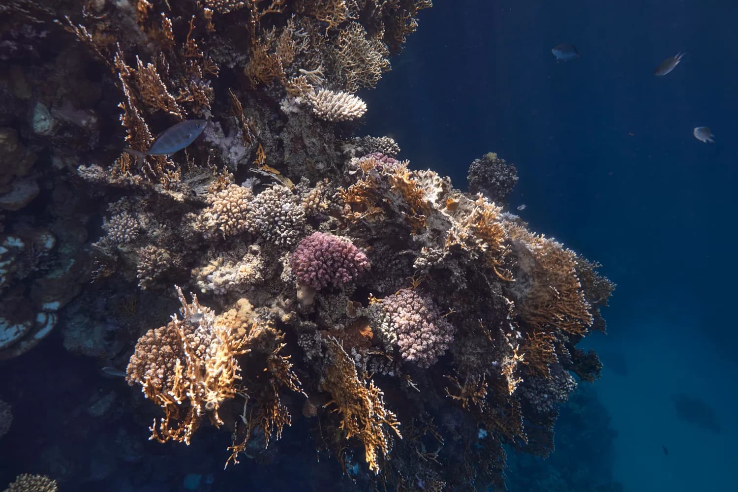 Buntes Korallenriff mit Weichkorallen und kleinen Fischen vor der Küste von Marsa Alam, Bahr Ahmar, Ägypten