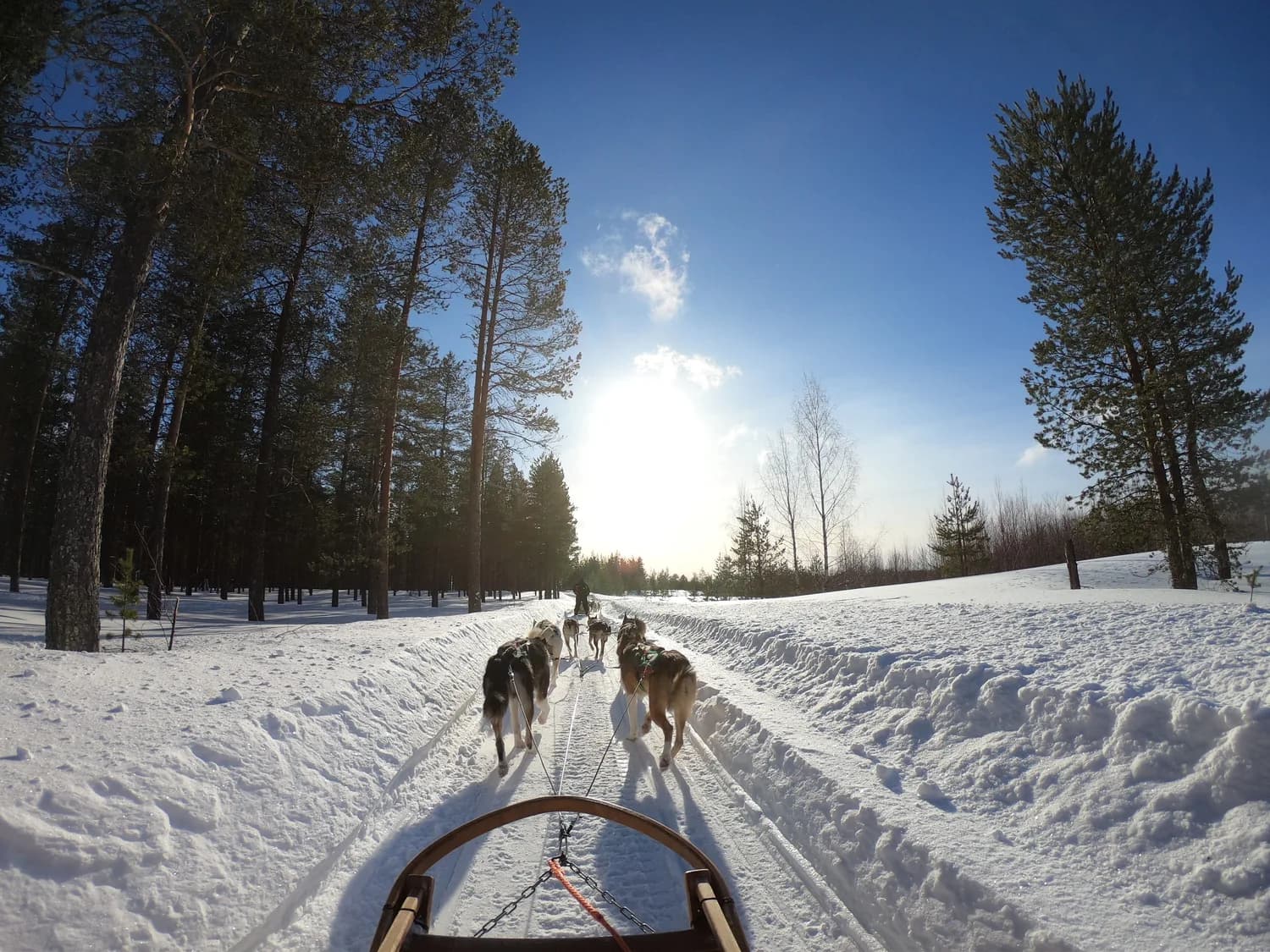 Hundeschlittenfahrt durch verschneiten Lappland-Wald bei sonnigem Himmel, Musher und Zug aus Schlittenhunden auf Spur nahe München Flughafenflug Verbindung Lufthansa Stichworte: Lappland, Hundeschlitten, Schnee, Wald, Sonne, Musher, Flughafenverbindung